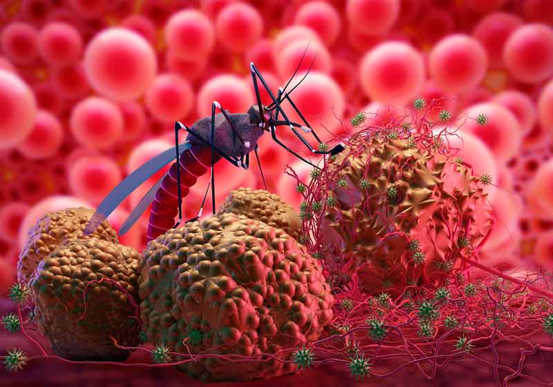 Dengue - Intramed